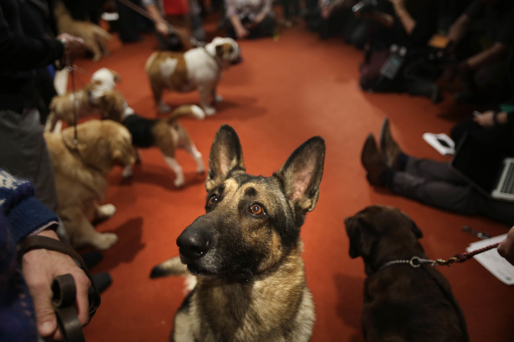 2. German shepherd
